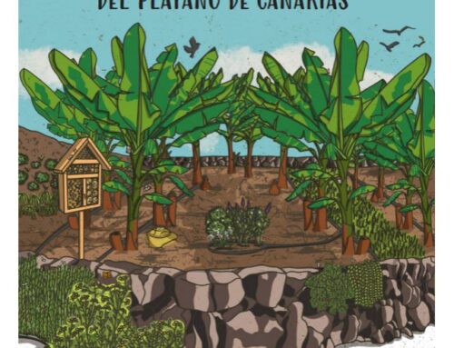 Nueva guía de control biológico y biodiversidad en el cultivo del plátano de Canarias